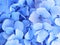 Blue Hydrangea in bloom
