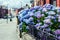 Blue Hydrangea bush on a street