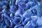 Blue hydrangea close up.