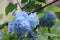 Blue hydrangea closeup on a walk in the garden