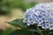 Blue hydrangea Flower