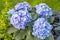 Blue hydrangea flower. close-up of a hydrangea in the garden. A bouquet of hydrangeas