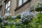 Blue hydrangea flowers in the garden at Christ`s College, part of Cambridge University, UK,