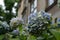 Blue hydrangea flowers in the garden at Christ`s College, part of Cambridge University, UK,