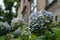 Blue hydrangea flowers in the garden at Christ`s College, part of Cambridge University, UK,