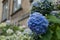 Blue hydrangea flowers in the garden at Christ`s College, part of Cambridge University, UK,