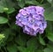 Blue hydrangea on green leaves background