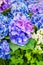 Blue hydrangea, hortensia, bright flower head close-up, perfect garden decoration