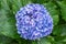 Blue hydrangea hortensia flower plant detail