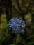 Blue hydrangea macrophylla flowering plant in lush green cloud forest Valle del Cocora valley Salento Quindio Colombia