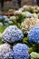 Blue Hydrangea Plants, Azores