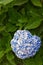 Blue Hydrangea Plants, Azores
