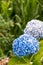 Blue Hydrangea Plants, Azores