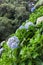 Blue Hydrangea Plants in front of Wood, Azores