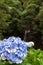 Blue Hydrangea Plants in front of Wood, Azores