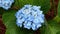 Blue Hydrangea After the Rain
