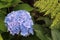 Blue Hydrangea in spring garden