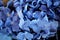 Blue hydrangea texture.Wallpapers for your desktop. With water droplets, dew