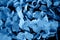 Blue hydrangea texture.Wallpapers for your desktop. With water droplets, dew. Classic blue. The 2020 trend.