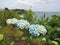 Blue hydrangeas on the cliff edge with a nice sea view