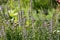 Blue hyssop Hyssopus officinalis. General view of group of flowering plants