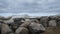 Blue ice pushed against a rocky shore