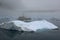 Blue Icebergs in Greenland