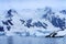 Blue Icebergs Snow Glaciers Mountains Charlotte Bay Antarctica