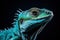 Blue iguana on black background. Close up. Studio shot