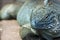 Blue Iguana (Cyclura lewisi)