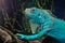 Blue Iguana in park green planet dubai