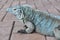 Blue iguana profile