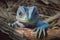 Blue iguana sitting on a branch,  Close-up portrait