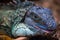 Blue iguana in a terrarium close-up at the zoo.