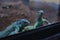Blue iguanas in a terrarium