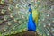 Blue India Peafowl