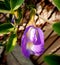 Blue indian clitoris flower plant