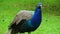 Blue Indian peacock eating green grass insects extreme close up