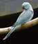 Blue Indian ringneck parakeet on a perch