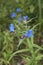 Blue inflorescence of Buglossoides purpurocaeruleum