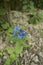 Blue inflorescence of Buglossoides purpurocaeruleum