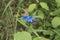 Blue inflorescence of Buglossoides purpurocaeruleum