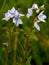 blue inflorescence flowers on a meadow in a green grass macro photo