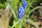 The blue inflorescence of the Muscari spring flower