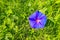 Blue Ipomea Surrounded by Green Plants