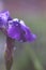 Blue iris blossom