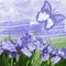 Blue iris and blue butterfly