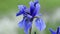 Blue iris flower in bloom