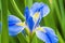 Blue Iris flower in closeup