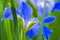 Blue Iris flower in closeup